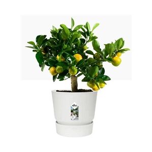 Elho Greenville Round Pot & Base WHITE 25cm Elho Greenville Round Pot & Base WHITE 25cm