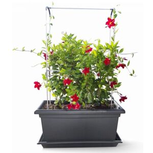 Gardenico Self-watering Mobile Living Wall Kit - 800mm - Anthracite Gardenico Self-watering Mobile Living Wall Kit - 800mm - Anthracite