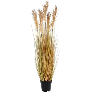 Artificial plant House Nordic Sorghum Beige 30x35x110 cm Artificial plant House Nordic Sorghum Beige 30x35x110 cm
