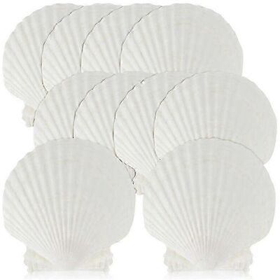 Kikidex (As show, One size) 15 PCS Natural Sea Shell Large White, 4-4.7 Inch Scallop She Kikidex (As show, One size) 15 PCS Natural Sea Shell Large White, 4-4.7 Inch Scallop She