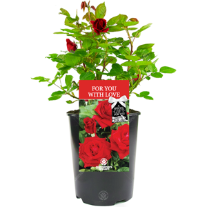 Gardeners Dream For You With Love Rose - Valentine's Day Gift- Live Rose Bush Plant Gardeners Dream For You With Love Rose - Valentine's Day Gift- Live Rose Bush Plant