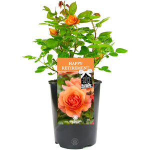 Gardeners Dream Happy Retirement Rose - Retirement Gift - Live Rose Bush Plant Gardeners Dream Happy Retirement Rose - Retirement Gift - Live Rose Bush Plant