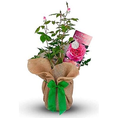 Carbeth plants Rose 'Fantastic at 80' - Happy Birthday Rose Gift Wrapped with Bow - Plant Gift Carbeth plants Rose 'Fantastic at 80' - Happy Birthday Rose Gift Wrapped with Bow - Plant Gift