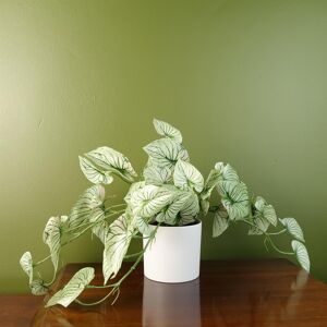 Leaf 30cm Artificial Trailing Plant Realistic Variegated Potted Alocasia Leaf 30cm Artificial Trailing Plant Realistic Variegated Potted Alocasia