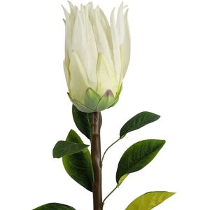 Leaf 65cm Protea Sugarbush Flower Stem - White Leaf 65cm Protea Sugarbush Flower Stem - White