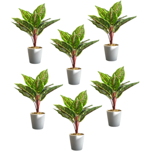 Leaf Pack of 6 x 38cm Potted Calathea Veitchiane Leaf Pack of 6 x 38cm Potted Calathea Veitchiane