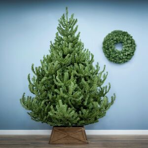 (6ft) Christmas Tree World Mountain Pine tree (4ft to 8ft) (6ft) Christmas Tree World Mountain Pine tree (4ft to 8ft)