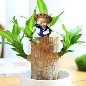 Unbranded (Multi-color) Brazilian Wood Potted Plant Decoration For Home Office Decoration1 Unbranded (Multi-color) Brazilian Wood Potted Plant Decoration For Home Office Decoration1