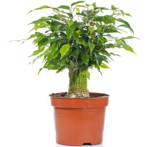 Gardeners Dream Ficus Benjamina Green Kinky Weeping Fig Live Indoor Houseplant In 14Cm Pot Gardeners Dream Ficus Benjamina Green Kinky Weeping Fig Live Indoor Houseplant In 14Cm Pot