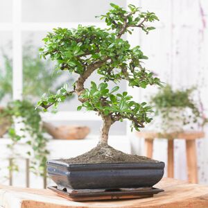 Gardeners Dream Bonsai Chinese Elm Tree - Traditional Japanese Indoor Houseplant In 15Cm Tray Gardeners Dream Bonsai Chinese Elm Tree - Traditional Japanese Indoor Houseplant In 15Cm Tray