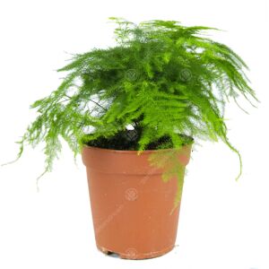 Gardeners Dream Asparagus Setacea Plumosus Common Lace Fern Live Indoor Houseplant In 12Cm Pot Gardeners Dream Asparagus Setacea Plumosus Common Lace Fern Live Indoor Houseplant In 12Cm Pot