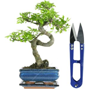 Gardeners Dream (Bonsai Shears) Bonsai Chinese Elm Tree Live Indoor Houseplant In 15Cm Pot + Kit Gardeners Dream (Bonsai Shears) Bonsai Chinese Elm Tree Live Indoor Houseplant In 15Cm Pot + Kit
