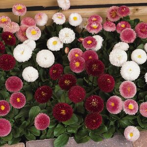 Gardeners Dream Bellis Bellissima Mixed 6-Pack - Garden Ready Perennial Bedding Plants (PLANTS-B Gardeners Dream Bellis Bellissima Mixed 6-Pack - Garden Ready Perennial Bedding Plants (PLANTS-B
