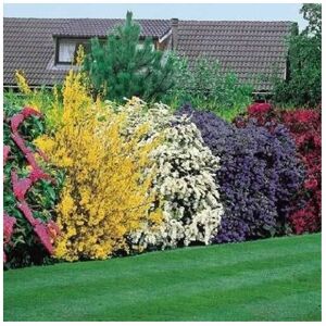 Gardeners Dream 5 X High Quality Flowering Hedge Shrubs Colorful Healthy Potted Garden Plants Gardeners Dream 5 X High Quality Flowering Hedge Shrubs Colorful Healthy Potted Garden Plants