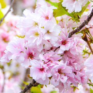 Gardeners Dream Prunus 'Amanogawa' Japanese Flowering Cherry Ornamental Garden Tree 5-6Ft Gardeners Dream Prunus 'Amanogawa' Japanese Flowering Cherry Ornamental Garden Tree 5-6Ft