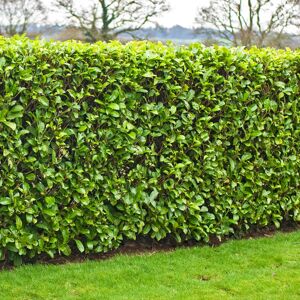 Gardeners Dream (100) Cherry Laurel Hedging Plants 20-40Cm Prunus Rotundifolia Evergreen Hedge P Gardeners Dream (100) Cherry Laurel Hedging Plants 20-40Cm Prunus Rotundifolia Evergreen Hedge P