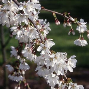 Gardeners Dream Prunus Snow Showers Weeping Fuji Cherry Ornamental Garden Tree 5-6Ft Gardeners Dream Prunus Snow Showers Weeping Fuji Cherry Ornamental Garden Tree 5-6Ft