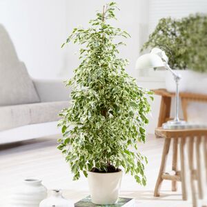 Gardeners Dream Ficus benjamina Starlight (12cm) V3 Gardeners Dream Ficus benjamina Starlight (12cm) V3