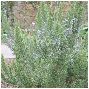 Gardeners Dream 1 X ROSMARINUS 'MISS JESSOP'S UPRIGHT' EVERGREEN SHRUB GARDEN PLANT IN POT Gardeners Dream 1 X ROSMARINUS 'MISS JESSOP'S UPRIGHT' EVERGREEN SHRUB GARDEN PLANT IN POT