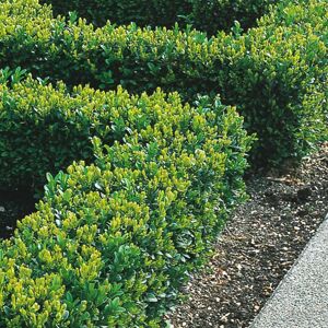 Gardeners Dream (25) Box Hedging Plants 20-40Cm Buxus Sempervirens Dense Evergreen Hedge Potted Gardeners Dream (25) Box Hedging Plants 20-40Cm Buxus Sempervirens Dense Evergreen Hedge Potted