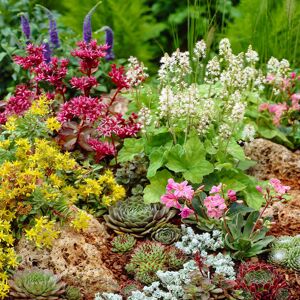 Gardeners Dream (6) Mixed Alpine Plants - Vibrant Garden Perennial Large Flowering Rockery Alpin Gardeners Dream (6) Mixed Alpine Plants - Vibrant Garden Perennial Large Flowering Rockery Alpin