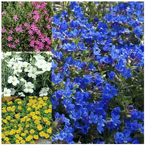 Gardeners Dream 3 X MIXED ALPINES 6 VARIETIES COLOURFUL LARGE FLOWERING PERENNIAL POTTED PLANTS Gardeners Dream 3 X MIXED ALPINES 6 VARIETIES COLOURFUL LARGE FLOWERING PERENNIAL POTTED PLANTS
