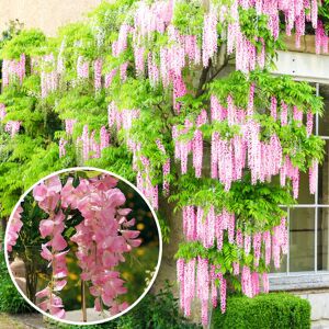 Gardeners Dream (10L) Wisteria Rosea Pink Flowering Deciduous Hardy Climbing Garden Shrub Plan Gardeners Dream (10L) Wisteria Rosea Pink Flowering Deciduous Hardy Climbing Garden Shrub Plan