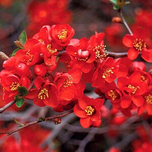 Gardeners Dream 1 X CHAENOMELES 'CRIMSON & GOLD' JAPANESE QUINCE DECIDUOUS SHRUB PLANT IN POT Gardeners Dream 1 X CHAENOMELES 'CRIMSON & GOLD' JAPANESE QUINCE DECIDUOUS SHRUB PLANT IN POT