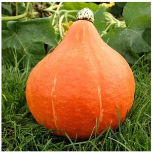 Unwins Grow Your Own Vegetables Sweet Squash Pumpkin Potimarron Seeds Unwins Grow Your Own Vegetables Sweet Squash Pumpkin Potimarron Seeds