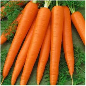 Unwins Grow Your Own Vegetables Versatile Carrot Sweet Candle Seeds Unwins Grow Your Own Vegetables Versatile Carrot Sweet Candle Seeds