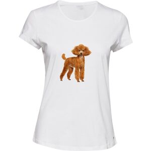 Gildan (2XL) Brown Poodle Dog Cute Baby Puppy Pet White Ladies Women T Shirt Tee Top Gildan (2XL) Brown Poodle Dog Cute Baby Puppy Pet White Ladies Women T Shirt Tee Top