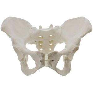 Unbranded Life Size Female Pelvis Model, Hip Model - Female Anatomy Model, Unbranded Life Size Female Pelvis Model, Hip Model - Female Anatomy Model,