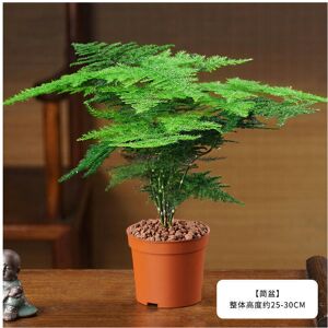 Unbranded (Boutique bamboo 1 pot) Four Seasons Changqing Office Creative Indoor Flowers An Unbranded (Boutique bamboo 1 pot) Four Seasons Changqing Office Creative Indoor Flowers An