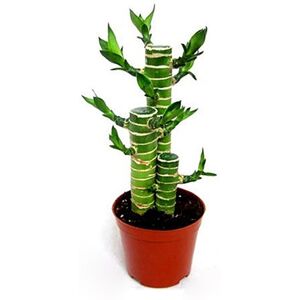 Unbranded 1 Bag Dracaena Sanderiana Seeds High Survival Rate Easy Growing Small Prolific B Unbranded 1 Bag Dracaena Sanderiana Seeds High Survival Rate Easy Growing Small Prolific B