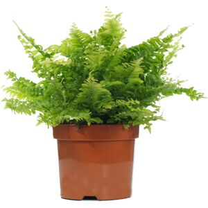 Gardeners Dream Nephrolepis Boston Fern - Sword Fern Indoor Houseplant for Home or Office in Pot Gardeners Dream Nephrolepis Boston Fern - Sword Fern Indoor Houseplant for Home or Office in Pot