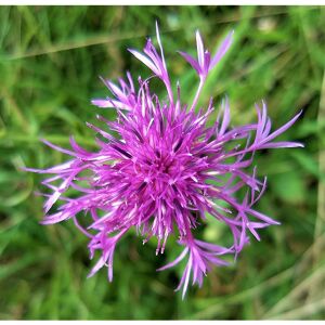 Unbranded Greater Knapweed (Centaurea scabiosa) - 6 Plug Plants for Wildflower Garden, Pol Unbranded Greater Knapweed (Centaurea scabiosa) - 6 Plug Plants for Wildflower Garden, Pol