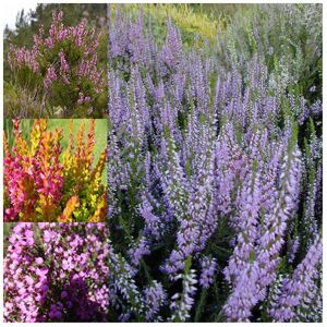 Gardeners Dream 12 X MIXED HEATHERS CALLUNA & ERICA VARIETIES COLOURFUL LARGE FLOWERING PLANTS Gardeners Dream 12 X MIXED HEATHERS CALLUNA & ERICA VARIETIES COLOURFUL LARGE FLOWERING PLANTS