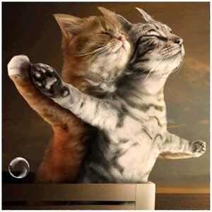 Unbranded (As show, One size) Cute for Cat DIY 5D Full Drill Diamond Painting Embroidery f Unbranded (As show, One size) Cute for Cat DIY 5D Full Drill Diamond Painting Embroidery f