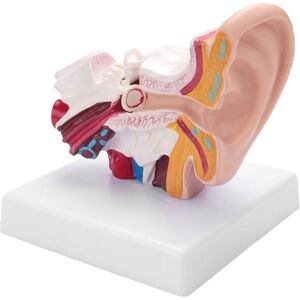 Unbranded Human Ear Anatomy Model 1.5 Times Enlarged PVC Unbranded Human Ear Anatomy Model 1.5 Times Enlarged PVC