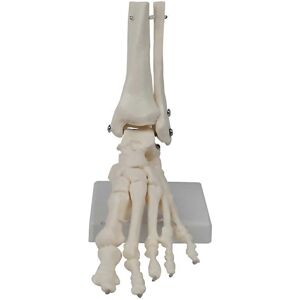 Unbranded For Foot Joint Model Human Anatomy Model Life Size Foot Anatomy Model Unbranded For Foot Joint Model Human Anatomy Model Life Size Foot Anatomy Model