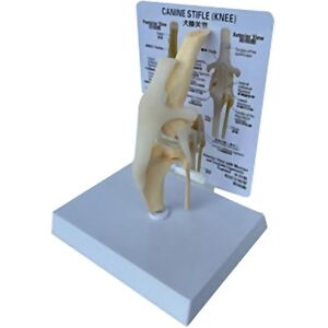 Unbranded For Canines Knee Model Dog Joint Anatomical Model Dog Skeleton Model Animal Skel Unbranded For Canines Knee Model Dog Joint Anatomical Model Dog Skeleton Model Animal Skel