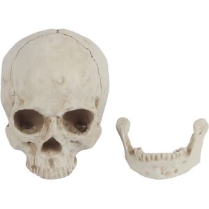 Unbranded 1pc White Resin Human Skull Lifesize Drawing Model Unbranded 1pc White Resin Human Skull Lifesize Drawing Model
