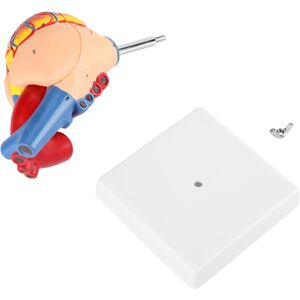 Unbranded 1:1 Anatomical Human Life Size Heart Model Medical Unbranded 1:1 Anatomical Human Life Size Heart Model Medical