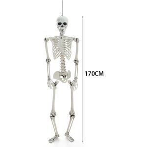 XYLFLY ( 170cm) Giant Full Life Size Human Skeleton Model Horror Bone Posable Hallowee XYLFLY ( 170cm) Giant Full Life Size Human Skeleton Model Horror Bone Posable Hallowee