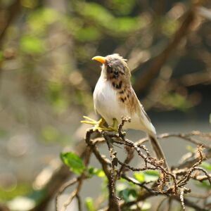 Unbranded Artificial Bird Feathered Realistic Sparrow Home Garden Tree Decoration 1 Unbranded Artificial Bird Feathered Realistic Sparrow Home Garden Tree Decoration 1
