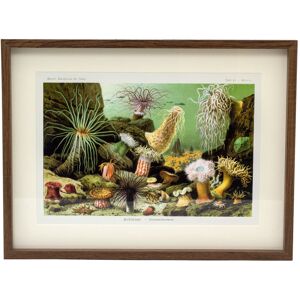 Carousel Home 31x41cm Landscape Framed Ocean Sea Plant Prints Marine Flora Wall Art Picture Carousel Home 31x41cm Landscape Framed Ocean Sea Plant Prints Marine Flora Wall Art Picture