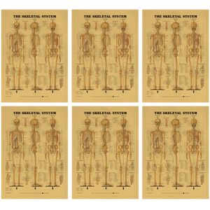 Totority 6pcs Learning Skeletal System Poster Set Human Skeleton Decor Totority 6pcs Learning Skeletal System Poster Set Human Skeleton Decor