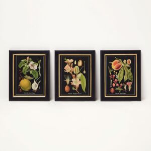 Homescapes Botanical Fruit Wall Art, 20 x 25cm, Set of 3 Homescapes Botanical Fruit Wall Art, 20 x 25cm, Set of 3