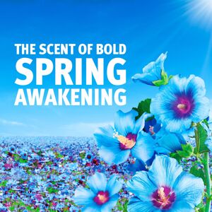 Lenor Fabric Conditioner 118 Washes Spring Awakening Provides Long Las Lenor Fabric Conditioner 118 Washes Spring Awakening Provides Long Las