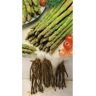 Garthwaite Nurseries (12) ASPARAGUS GIJNLIM CROWNS BARE ROOT PERENNIAL GRADE 1 COMMERCIAL QUALITY